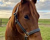 around-quarter-horse